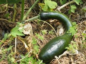 怀孕可以吃方瓜,方瓜助力母婴健康