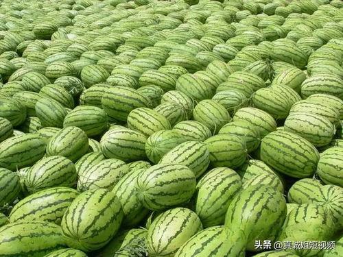 大瓜吃瓜的视频在线观看,揭秘热门视频背后的精彩故事