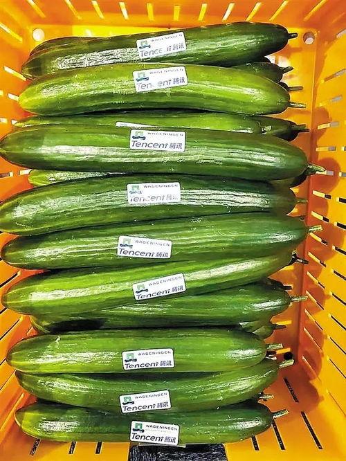 吃瓜ai扩图,揭秘虚拟世界中的“瓜田”盛景