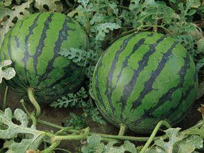 吃瓜后感受,一场味蕾与心灵的盛宴