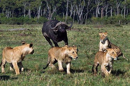 梦见水牛吃羊瓜青苗,水牛与羊瓜青苗的神秘邂逅