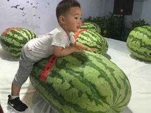 王王吃瓜,揭秘娱乐圈背后的那些事儿