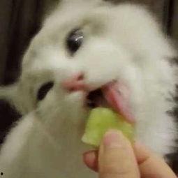 吃瓜吸猫少女,她眼中的趣味世界