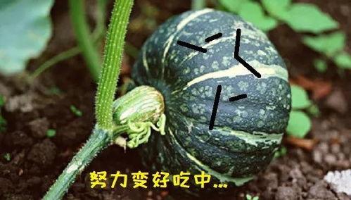 吃瓜的胖吃的作品,吃瓜胖子的美食探秘之旅