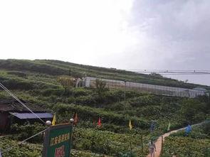 辉县吃瓜事件经过,一场网络舆论的风波与反思