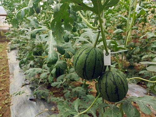 五一干仗吃瓜视频,一场网络狂欢的视觉盛宴