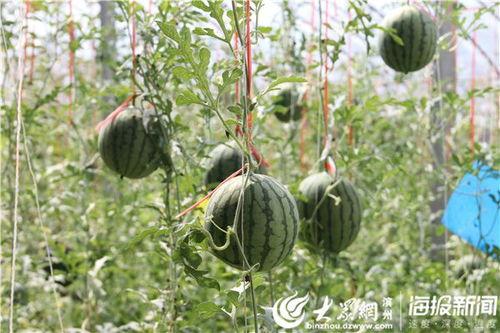 五一干仗吃瓜视频,一场网络狂欢的视觉盛宴