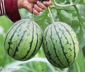 吃瓜吃的超出生理范围,生理极限之外的疯狂食瓜体验