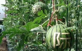 雨惜在线吃瓜,揭秘娱乐圈幕后故事