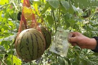 雨惜在线吃瓜,揭秘娱乐圈幕后故事