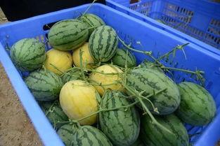 色比吃瓜群,网络社交新现象背后的故事