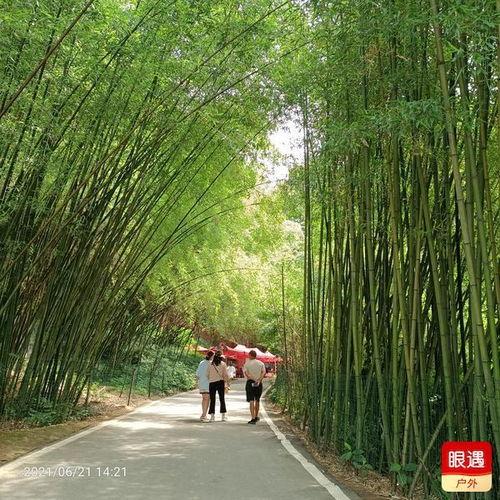 焦作最新吃瓜,揭秘背后惊人真相！