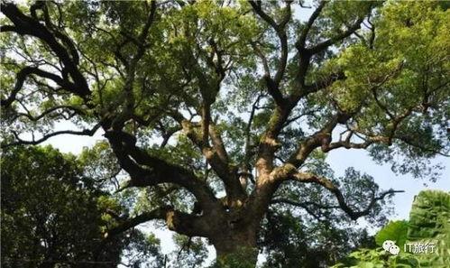 火树吃瓜条,探寻夏日消暑美食的奇妙之旅