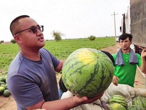 哈苏吃瓜,揭秘娱乐圈的甜蜜与苦涩