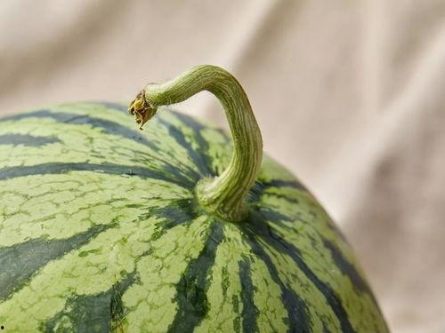 吃瓜人27,探寻网络红人的成长之路