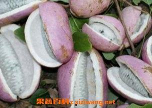 唐尼吃八月瓜,探寻民间美味新体验