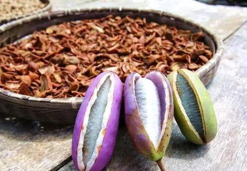 唐尼吃八月瓜,探寻民间美味新体验