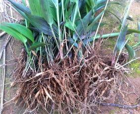 竹叶簪子吃瓜,品味瓜果间的古典韵味