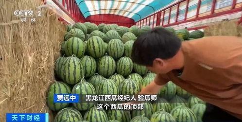 天鹅洞吃瓜,一场别开生面的吃瓜之旅