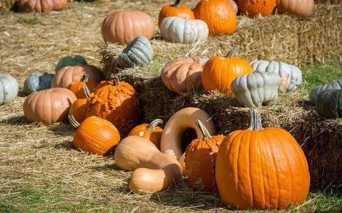 天鹅洞吃瓜,一场别开生面的吃瓜之旅