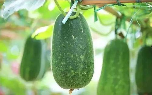 吃瓜什么瓜不能吃,哪些“吃瓜”不能吃，食品安全知识大普及