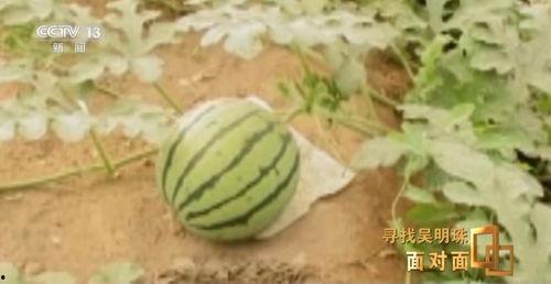 吃瓜的网,揭秘网络热点背后的真相与趣味