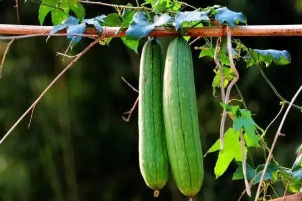 吃花不如吃瓜什么意思