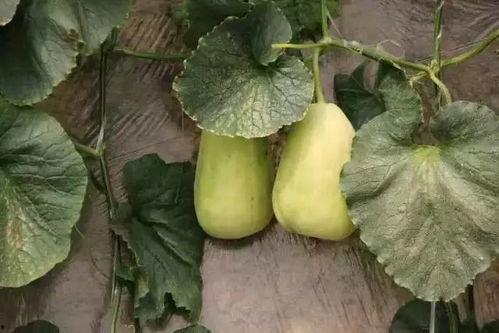 山东青州吃瓜摄影,山东青州特色吃瓜摄影之旅