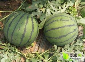 山东青州吃瓜摄影,山东青州特色吃瓜摄影之旅