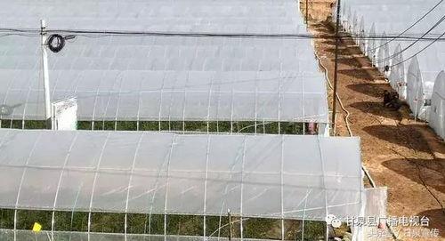 延安小瓜怎么吃,解锁美味新体验