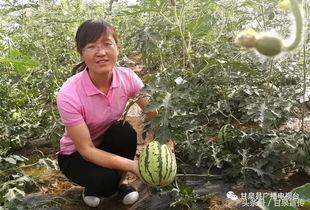 延安小瓜怎么吃,解锁美味新体验