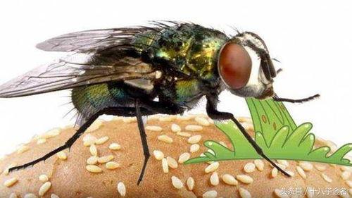 吃瓜苍蝇图,揭秘娱乐圈的“小透明”生存法则