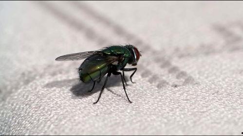 吃瓜苍蝇图,揭秘娱乐圈的“小透明”生存法则