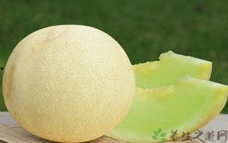 吃白兰瓜的视频