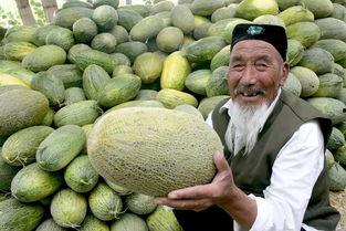 新疆吃瓜大赛