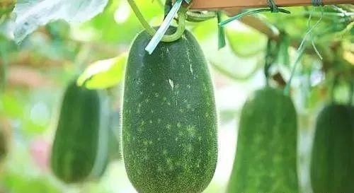 中国喜欢吃瓜,瓜果飘香，全民“吃瓜”文化盛行