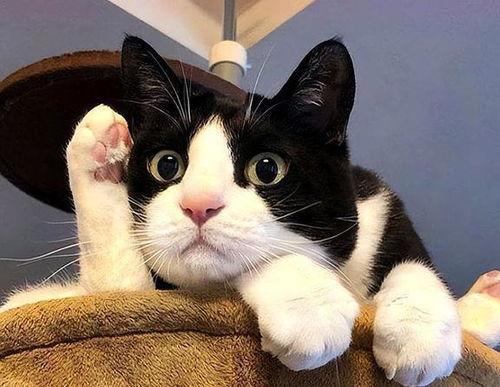 奶牛猫吃瓜日常,奶牛猫的悠闲吃瓜日常