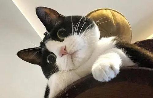 奶牛猫吃瓜日常,奶牛猫的悠闲吃瓜日常