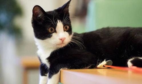 奶牛猫吃瓜日常,奶牛猫的悠闲吃瓜日常