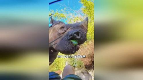 犀牛吃两瓜,两瓜盛宴背后的生态奇观