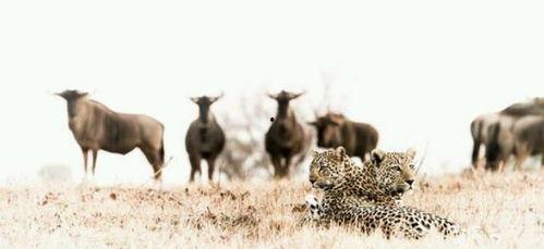 犀牛吃两瓜,两瓜盛宴背后的生态奇观