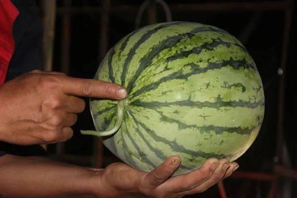 西瓜挑瓜怎么吃,西瓜挑瓜技巧与美味食用指南