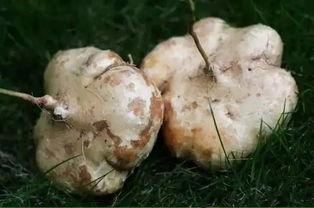 吃土瓜有什么害处,吃土瓜的潜在危害与注意事项