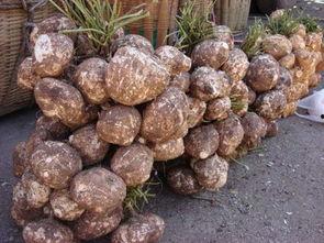 吃土瓜有什么害处,吃土瓜的潜在危害与注意事项