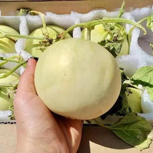 前段时间吃瓜,真相与谣言的较量！”