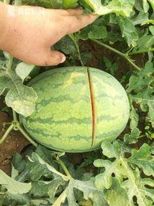 烂瓜吃没了,烂瓜吃没了的智慧启示