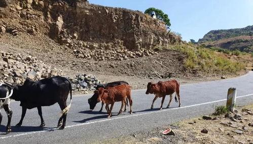 边境吃瓜,一场别开生面的“吃瓜”盛宴