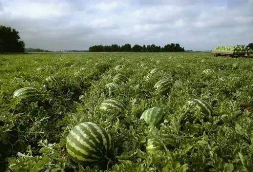 边境吃瓜,一场别开生面的“吃瓜”盛宴