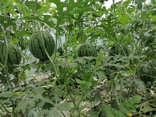 吃瓜五一,揭秘“吃瓜五一生”背后的故事与影响