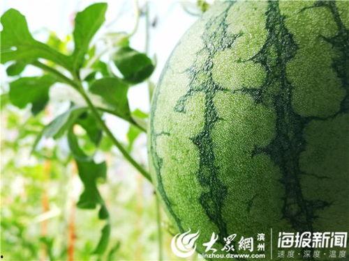 吃瓜五一,揭秘“吃瓜五一生”背后的故事与影响